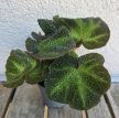Begonia Soli Mutata