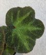 Begonia Soli Mutata