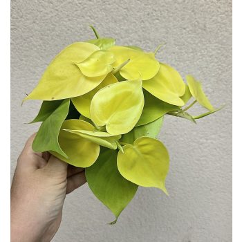 Philodendron Lime 12 cm