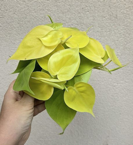 Philodendron Lime 12 cm