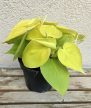 Philodendron Lime 12 cm