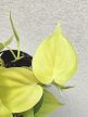 Philodendron Lime 12 cm
