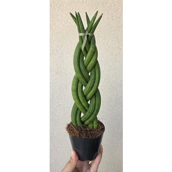 Sansevieria cylindrica 'Braid' 8.5 cm