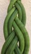 Sansevieria cylindrica 'Braid' 8.5 cm