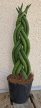 Sansevieria cylindrica 'Braid' 8.5 cm