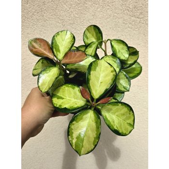 Hoya australis 'Lisa' - Viaszvirág 12 cm