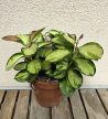 Hoya australis 'Lisa' - Viaszvirág 12 cm