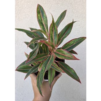 Aglaonema Jungle Baby 12 cm