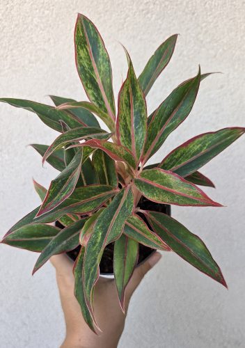 Aglaonema Jungle Baby 12 cm