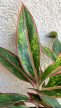 Aglaonema Jungle Baby 12 cm
