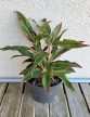 Aglaonema Jungle Baby 12 cm