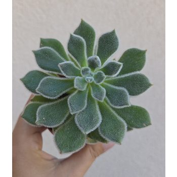 Echeveria Green Velvet 8.5 cm