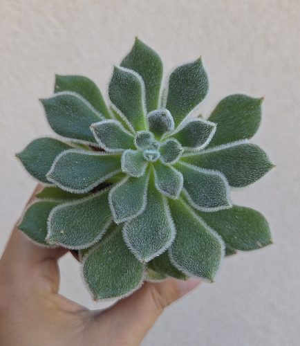 Echeveria Green Velvet 8.5 cm