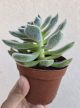 Echeveria Green Velvet 8.5 cm