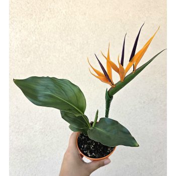 Strelitzia Reginae - Papagájvirág dekor virággal