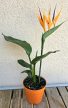 Strelitzia Reginae - Papagájvirág dekor virággal