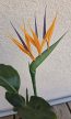 Strelitzia Reginae - Papagájvirág dekor virággal
