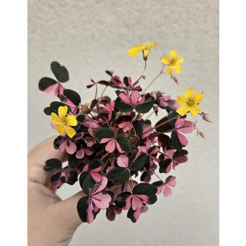 Oxalis vulcanicola Plum Crazy 6 cm