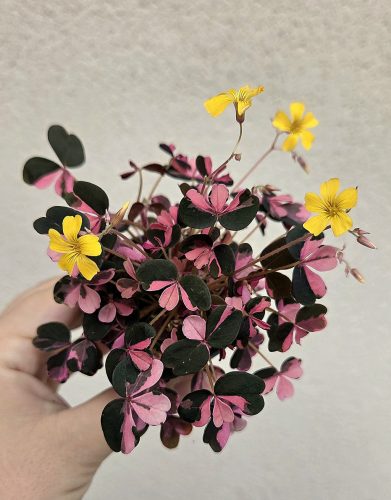 Oxalis vulcanicola Plum Crazy 6 cm