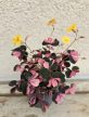 Oxalis vulcanicola Plum Crazy 6 cm