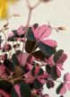 Oxalis vulcanicola Plum Crazy 6 cm