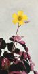 Oxalis vulcanicola Plum Crazy 6 cm