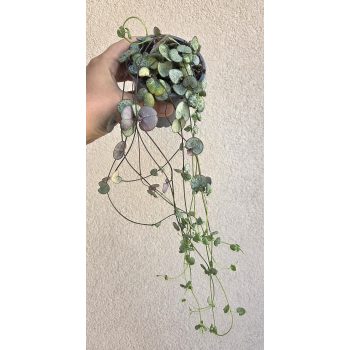 Ceropegia Woodii Silver Glory - Ámpolna gyertyavirág 9 cm