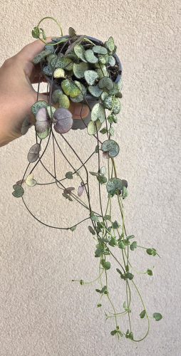 Ceropegia Woodii Silver Glory - Ámpolna gyertyavirág 9 cm