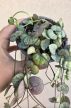 Ceropegia Woodii Silver Glory - Ámpolna gyertyavirág 9 cm