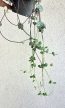 Ceropegia Woodii Silver Glory - Ámpolna gyertyavirág 9 cm