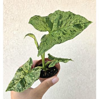 Syngonium mottled Mojito - Nyíllevél 6 cm