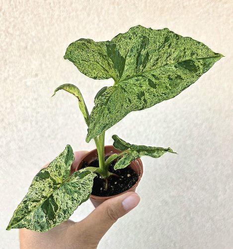 Syngonium mottled Mojito - Nyíllevél 6 cm