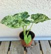 Syngonium mottled Mojito - Nyíllevél 6 cm