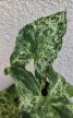 Syngonium mottled Mojito - Nyíllevél 6 cm