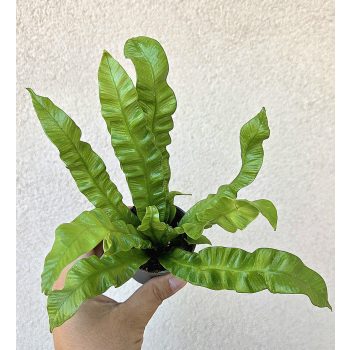 Asplenium Crispy Wave