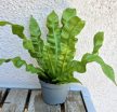 Asplenium Crispy Wave