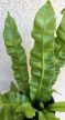 Asplenium Crispy Wave