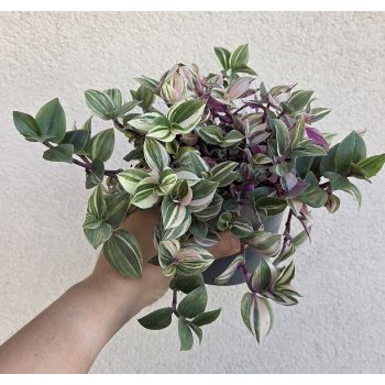 Ments meg! - Tradescantia Quadricolor - Pletyka 12 cm
