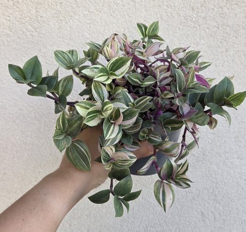 Ments meg! - Tradescantia Quadricolor - Pletyka 12 cm