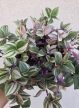 Ments meg! - Tradescantia Quadricolor - Pletyka 12 cm