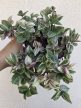 Ments meg! - Tradescantia Quadricolor - Pletyka 12 cm