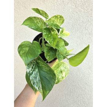 Epipremnum Marble Queen - Tarka szobai futóka 12 cm