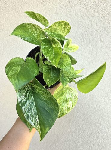 Epipremnum Marble Queen - Tarka szobai futóka 12 cm
