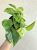 Epipremnum Marble Queen - Tarka szobai futóka 12 cm
