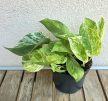 Epipremnum Marble Queen - Tarka szobai futóka 12 cm