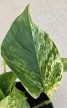 Epipremnum Marble Queen - Tarka szobai futóka 12 cm