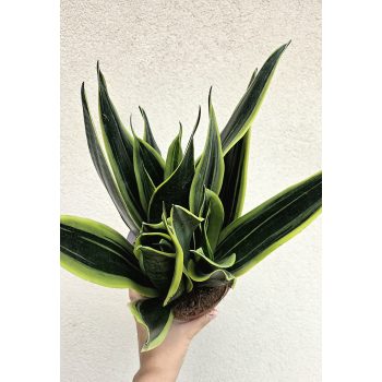 Sansevieria Canary - Anyósnyelv 14 cm