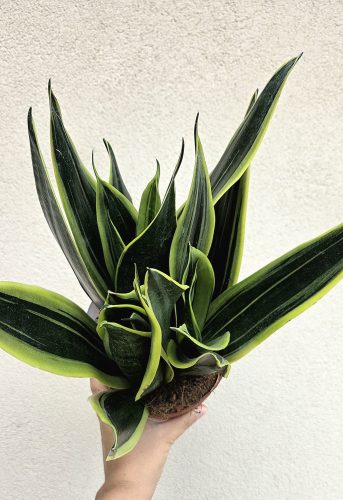 Sansevieria Canary - Anyósnyelv 14 cm