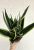Sansevieria Canary - Anyósnyelv 14 cm