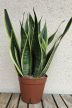 Sansevieria Canary - Anyósnyelv 14 cm